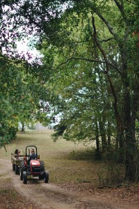 Cherry Farm